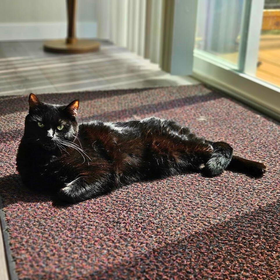 Enlarge Ella (bonded with Jet), a Adoptable Domestic Medium Hair in Wilsonville, OR image 4/4