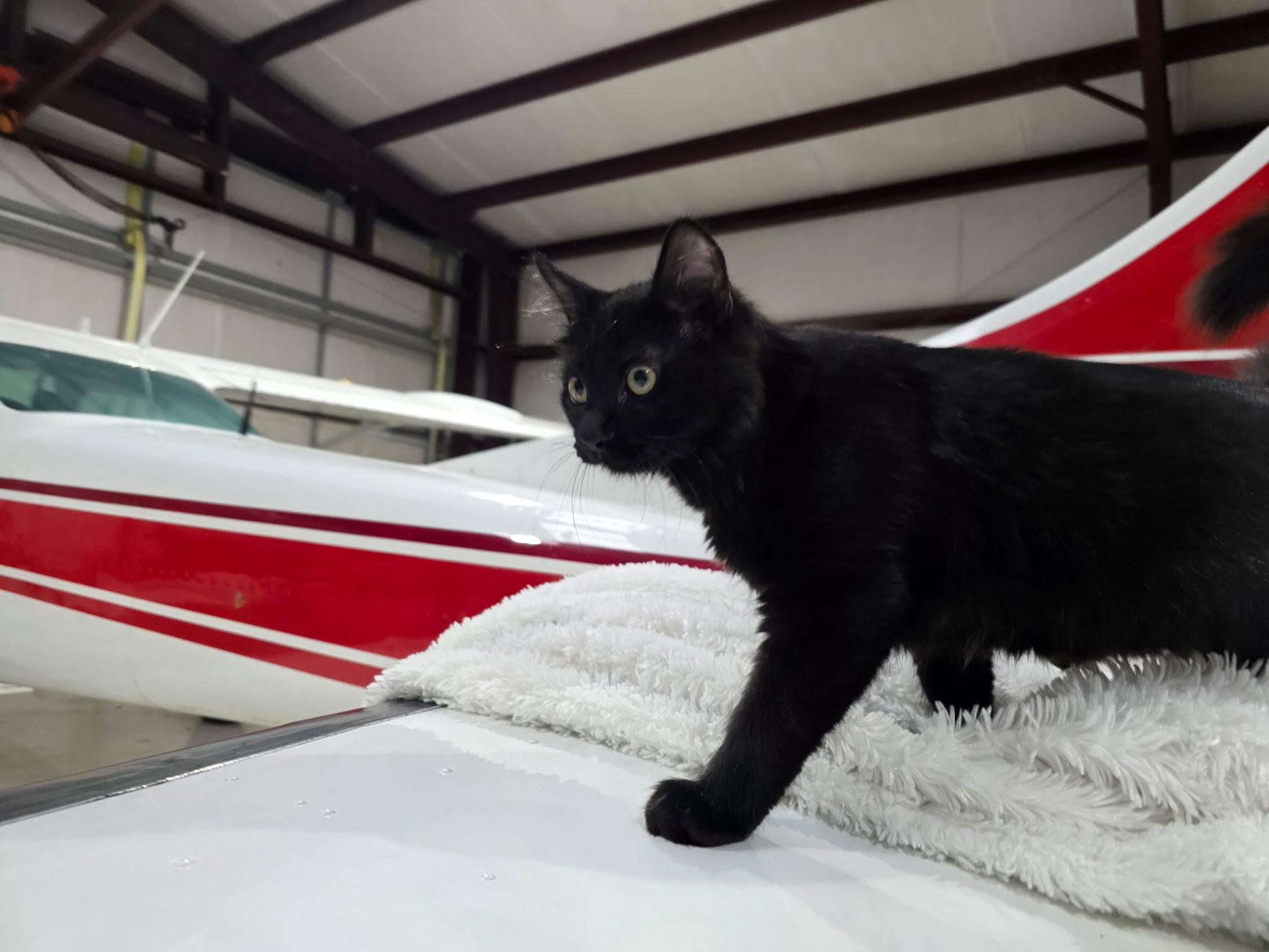 Magneto, Adoptable, Kitten Male Domestic Long Hair.