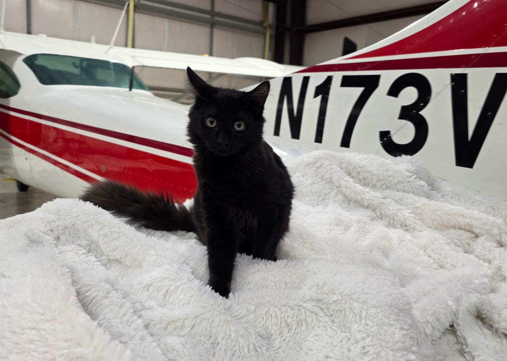 Magneto, a Adoptable Domestic Long Hair in Houston, TX image 2/5