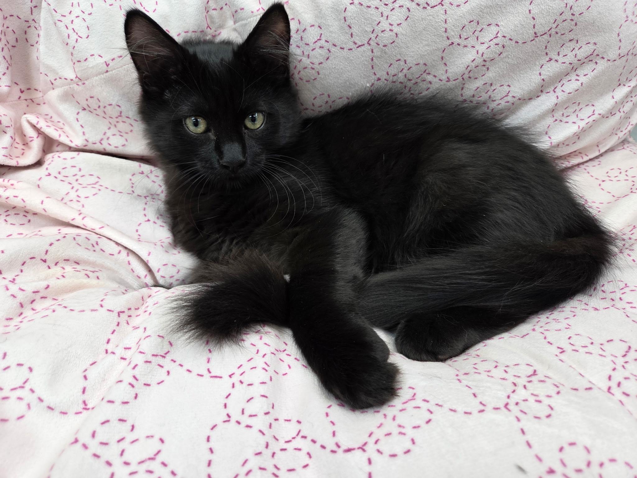 Magneto, a Adoptable Domestic Long Hair in Houston, TX image 3/5