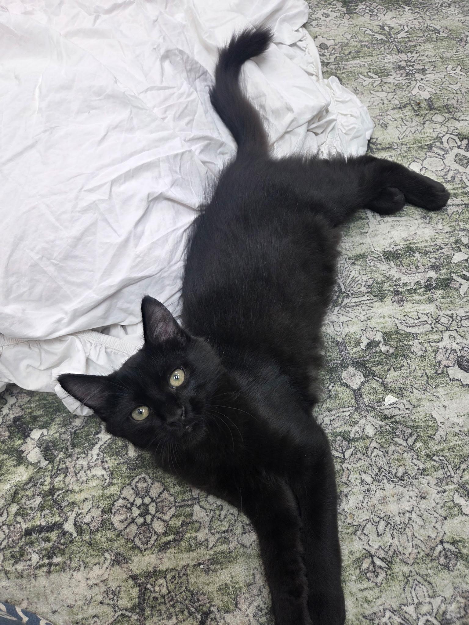 Magneto, a Adoptable Domestic Long Hair in Houston, TX image 4/5