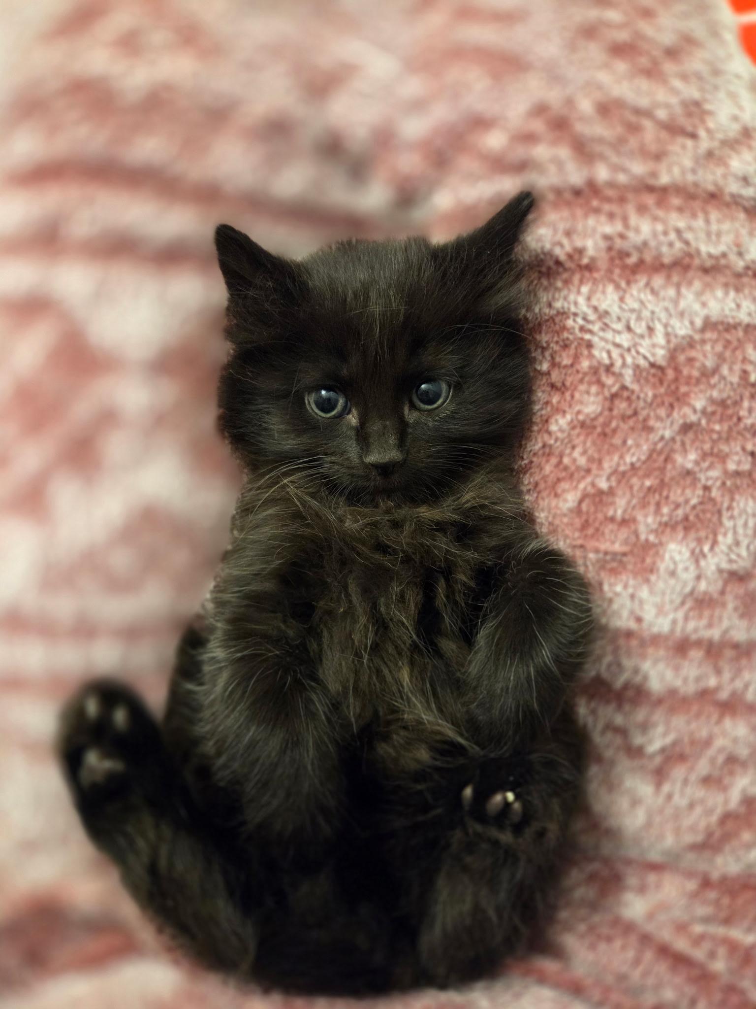 Magneto, a Adoptable Domestic Long Hair in Houston, TX image 5/5