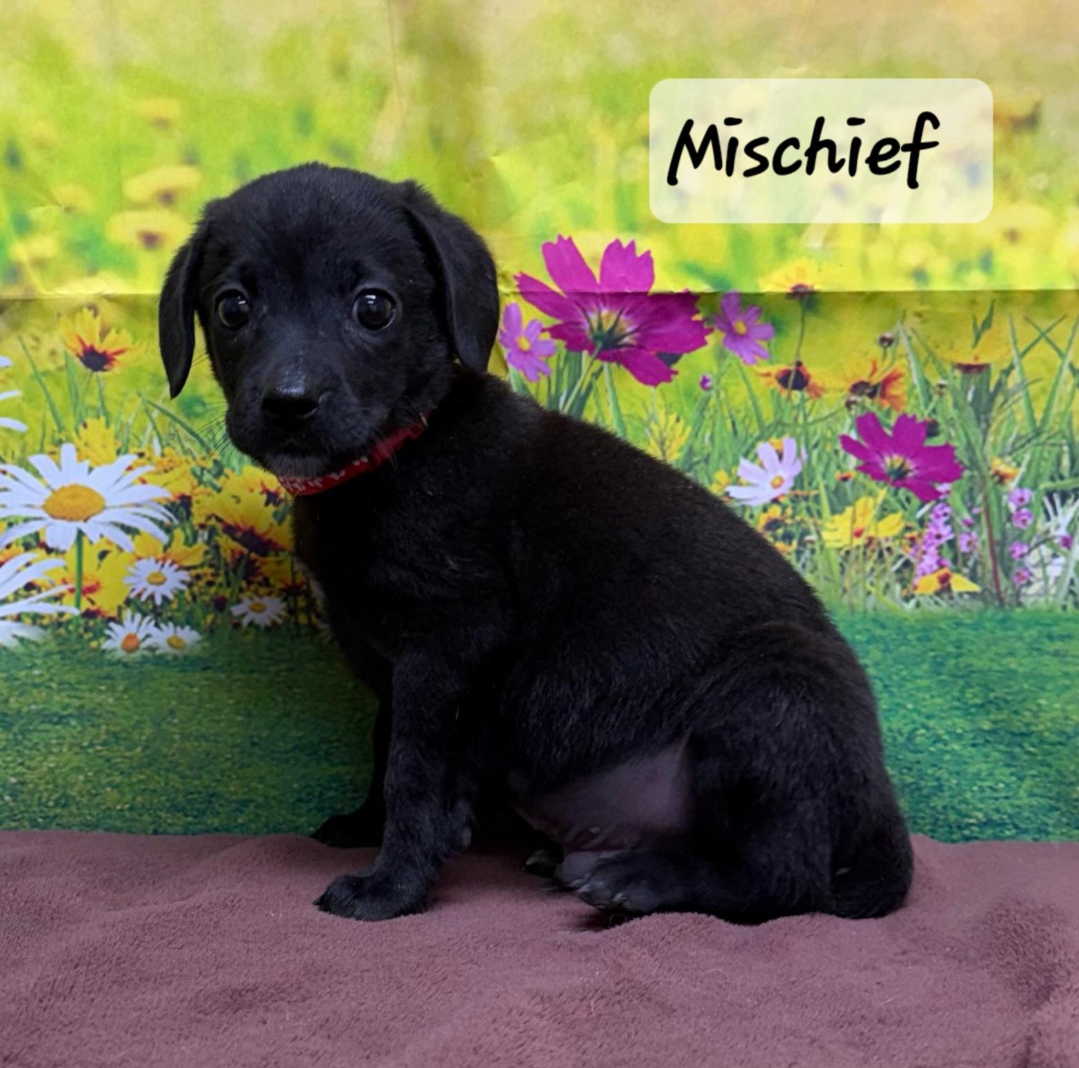 Enlarge Mischief, a ADOPTABLE Mixed Breed in Urbana, OH image 1/1