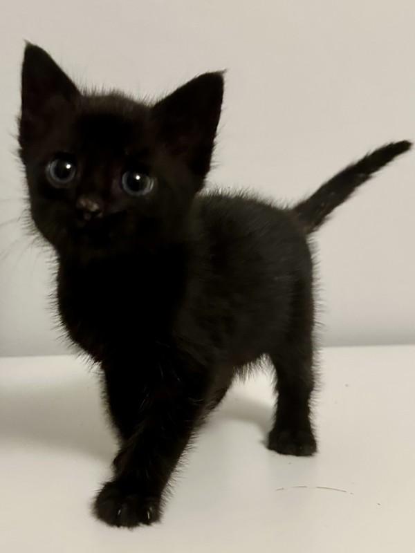 Mushroom - Bonded W/ Morel, Adoptable, Kitten Female Domestic Short Hair.