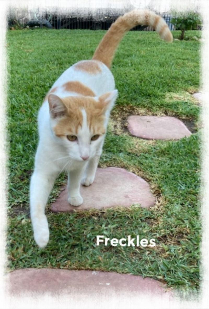 Freckles, Adoptable, Young Male American Shorthair.