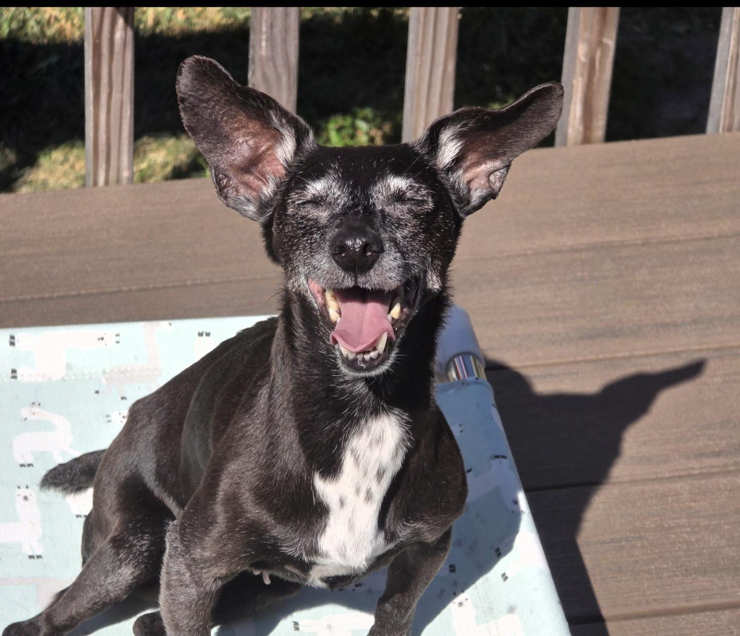 Weenie, adopted, Senior Female Dachshund & Jack Russell Terrier.