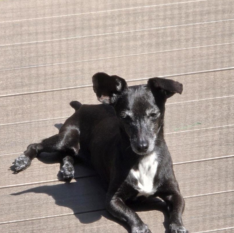 Enlarge Weenie, an adopted mixed breed in Cincinnati, OH image 2/2