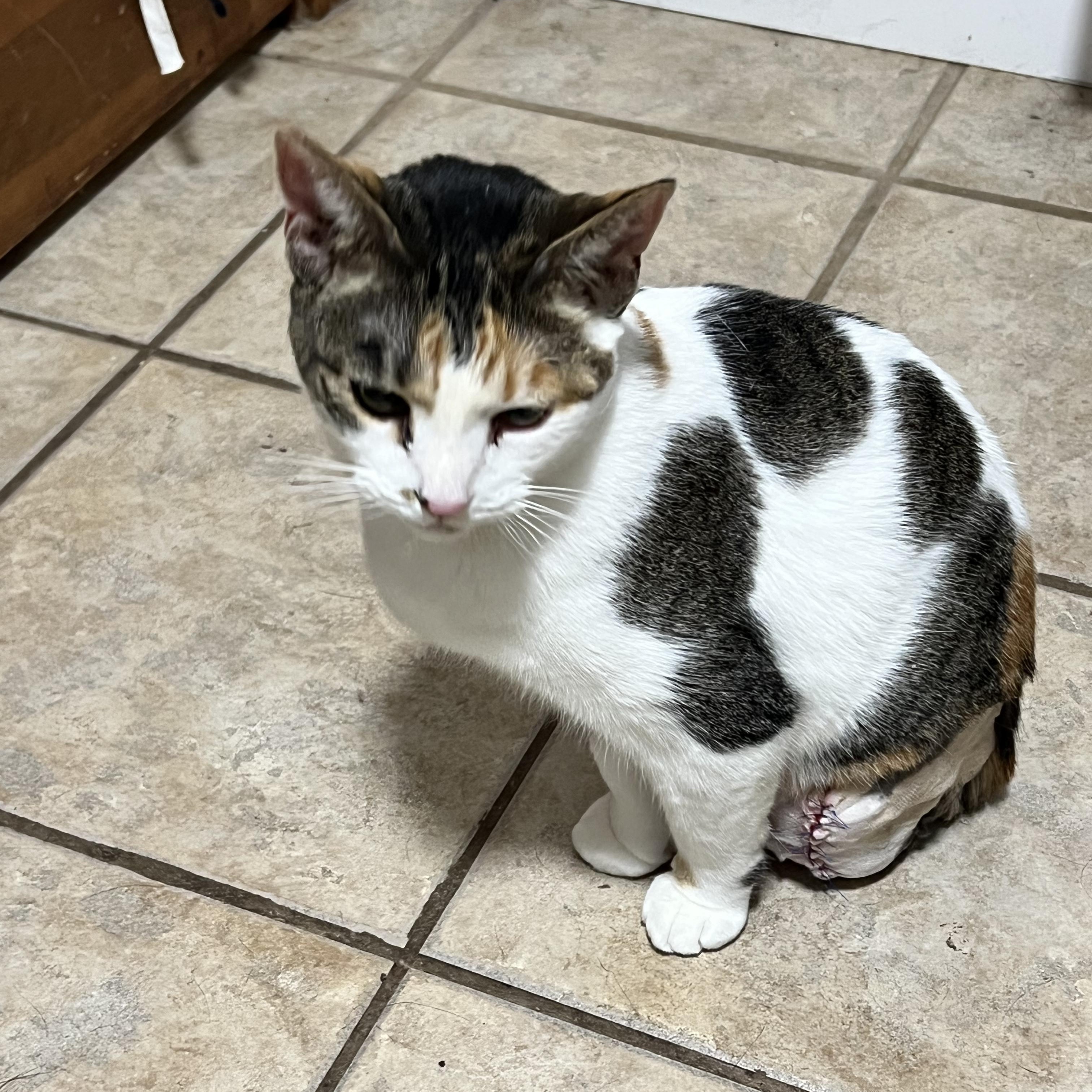 Callie, a ADOPTABLE Calico in Minneapolis, MN image 2/6