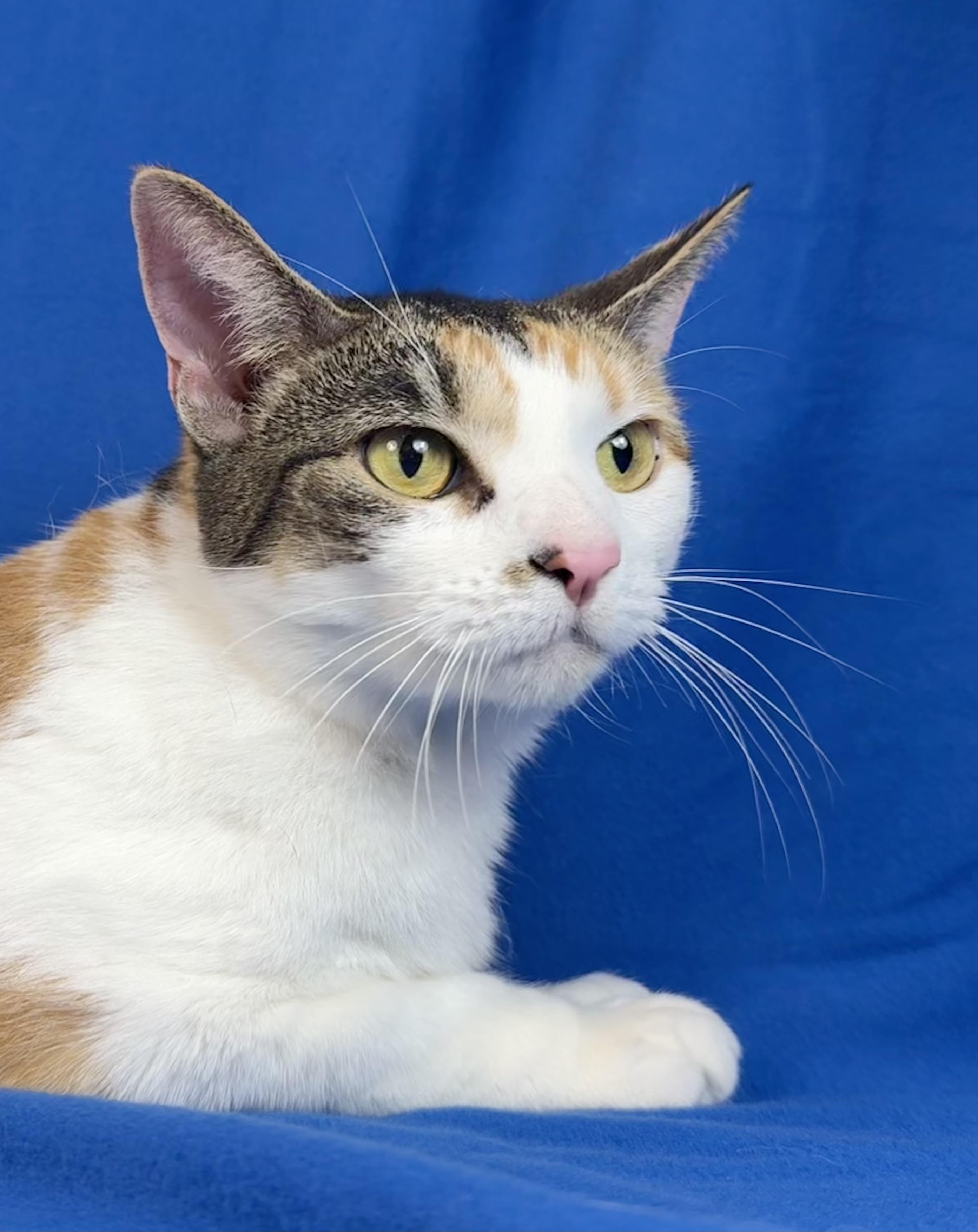 Callie, a ADOPTABLE Calico in Minneapolis, MN image 3/6