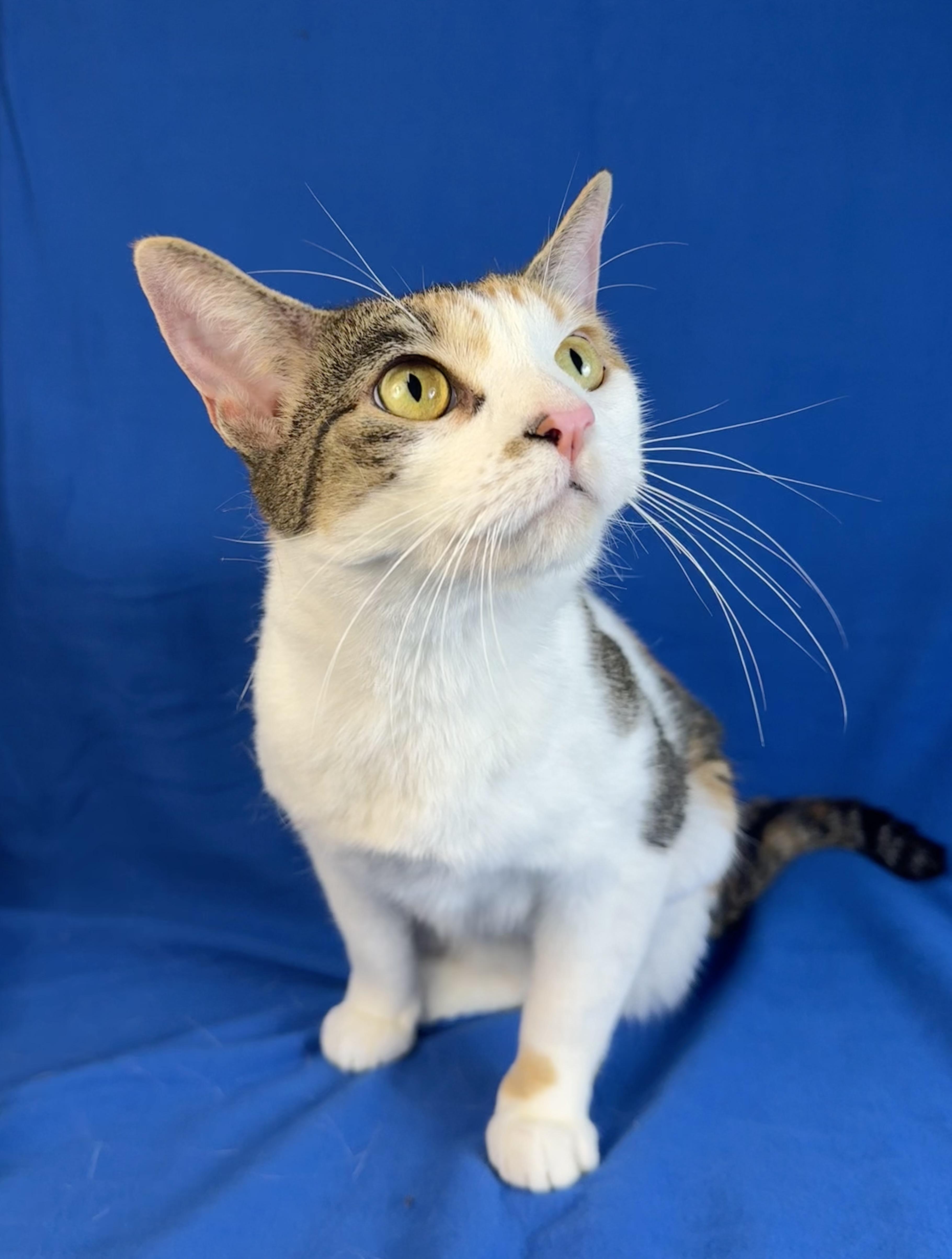 Callie, a ADOPTABLE Calico in Minneapolis, MN image 6/6