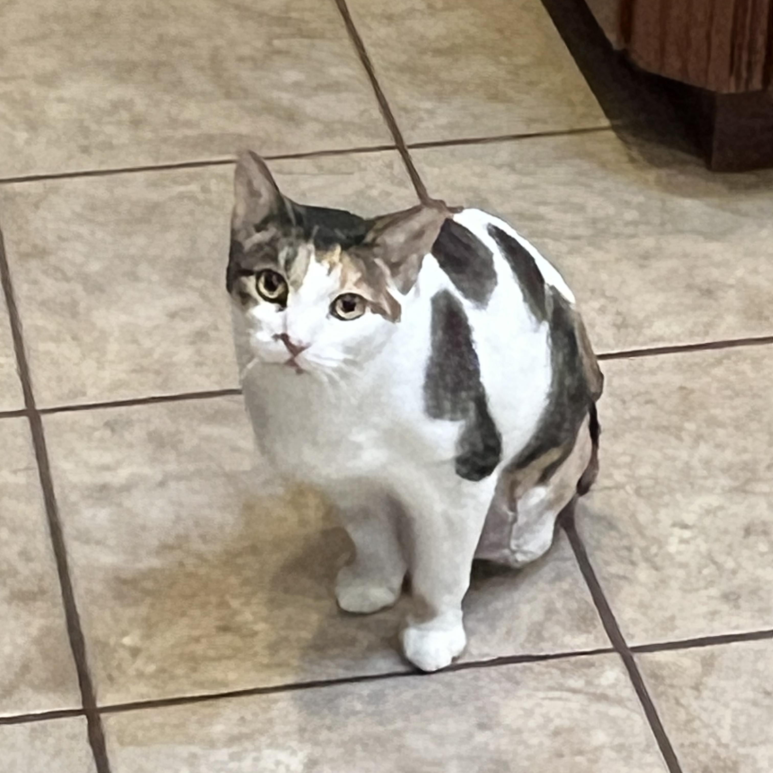 Callie, a ADOPTABLE Calico in Minneapolis, MN image 4/6