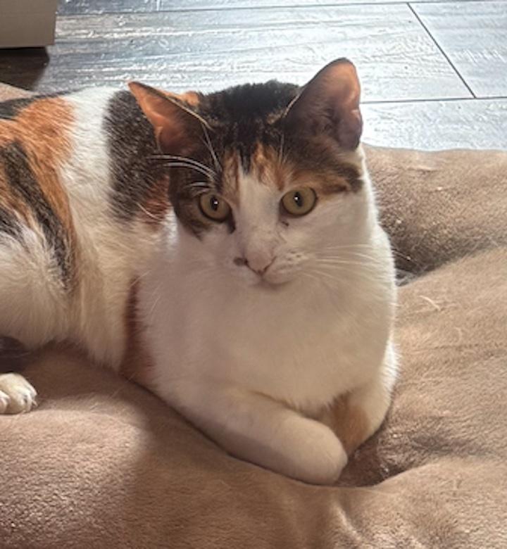 Callie, ADOPTABLE, Adult Female Calico.