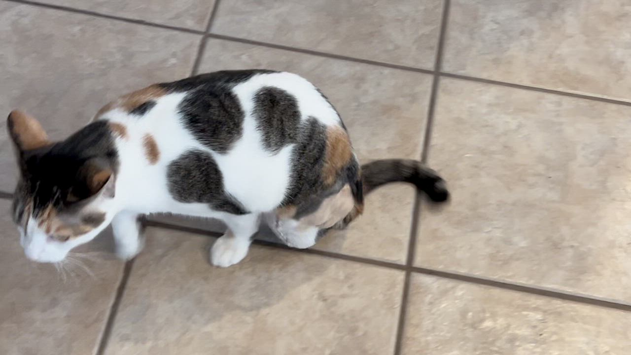 Enlarge Callie, a ADOPTABLE Calico in Minneapolis, MN video 5/6
