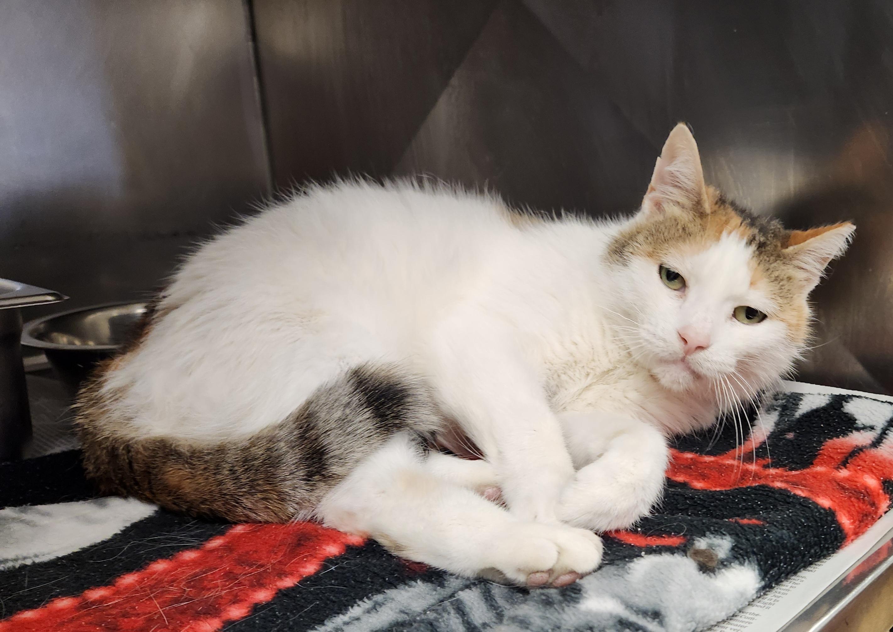 Prosciutto, adopted, Adult Female Domestic Short Hair.