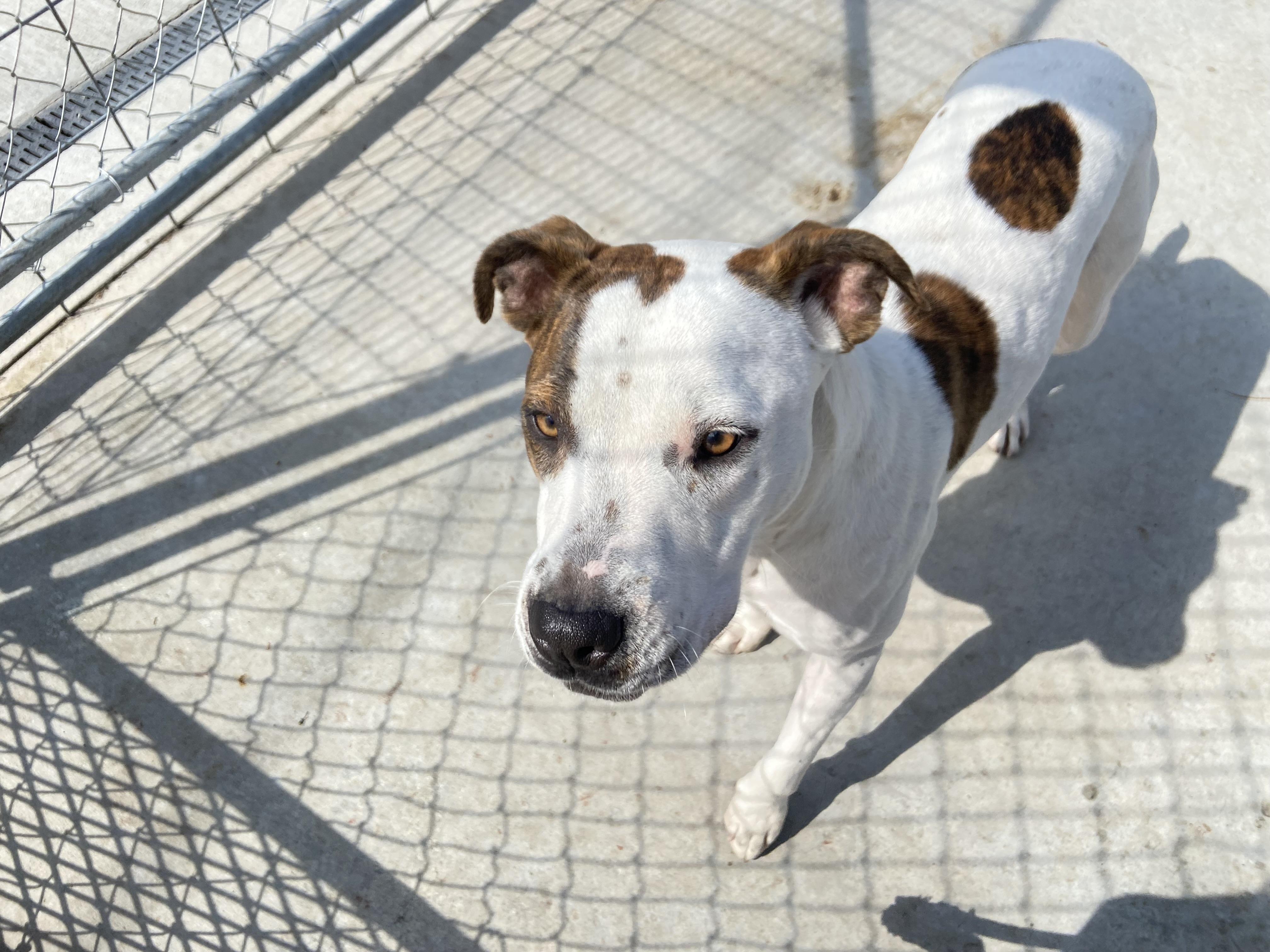 Enlarge Pippi, a Adoptable mixed breed in Hiawatha, KS image 4/4