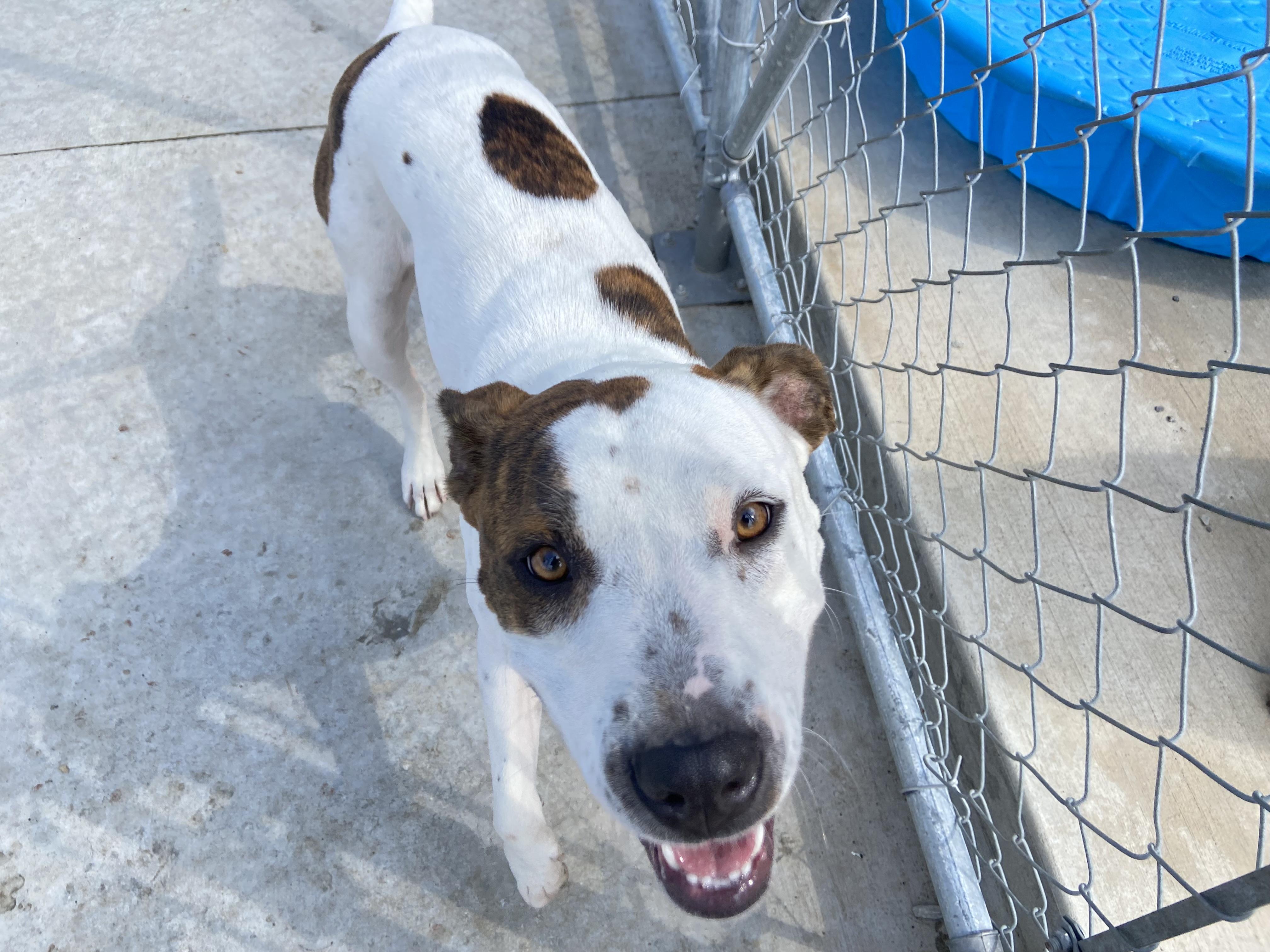 Enlarge Pippi, a Adoptable mixed breed in Hiawatha, KS image 2/4