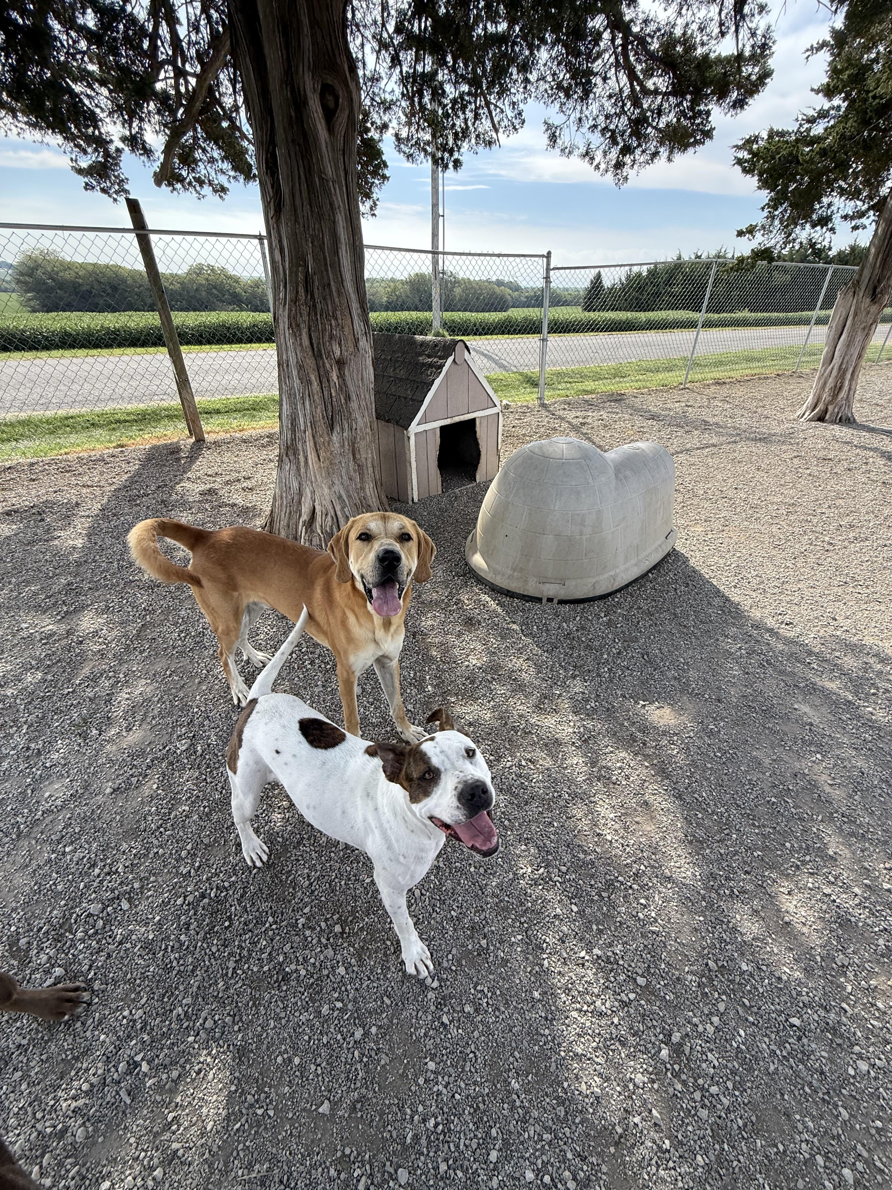 Enlarge Pippi, a Adoptable mixed breed in Hiawatha, KS image 3/4