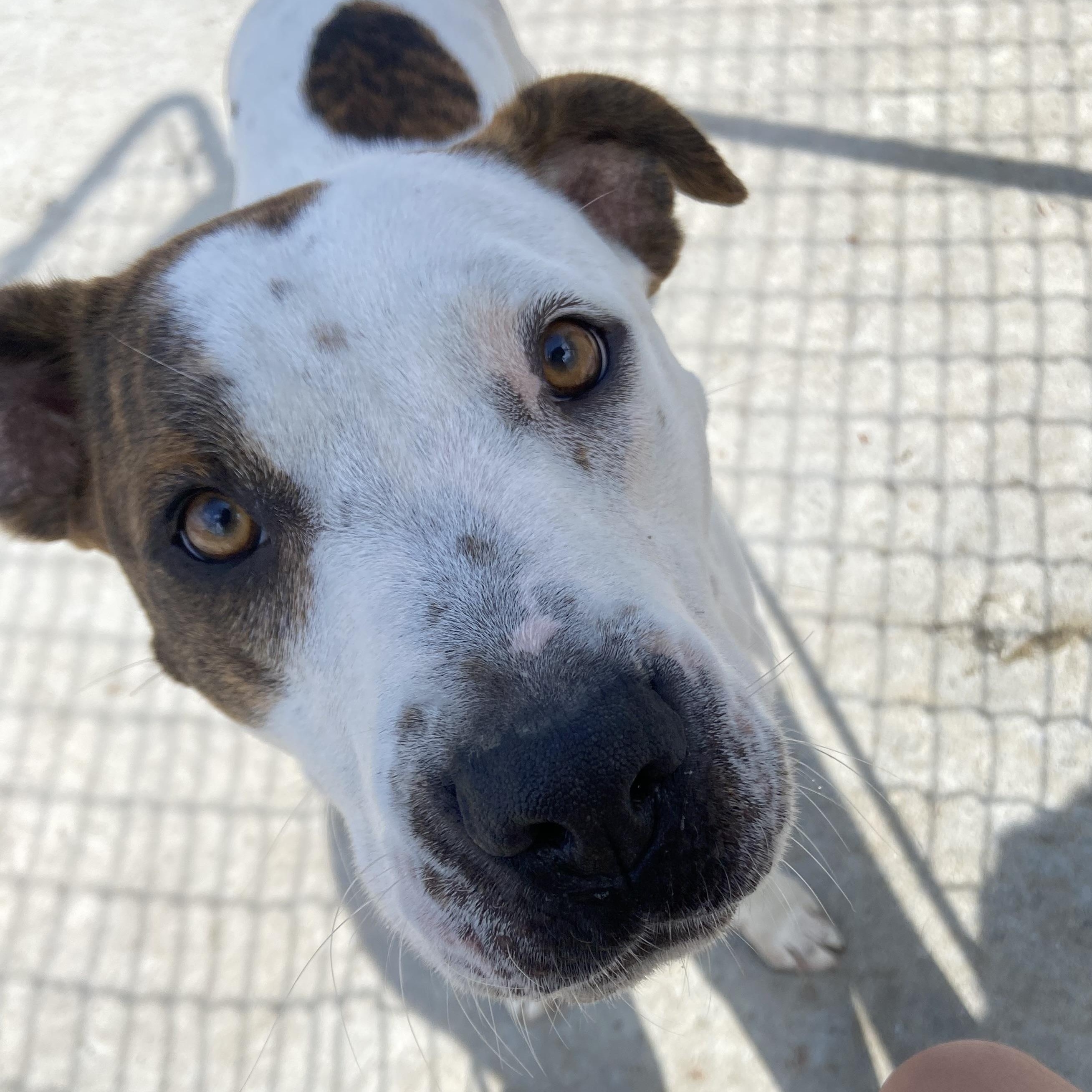 Pippi, Adoptable, Young Female American Staffordshire Terrier.