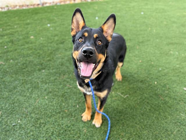 Enlarge OFENBACH, a Adoptable mixed breed in Antioch, CA image 1/1