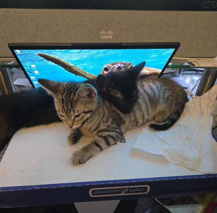 Enlarge Brew, a Adoptable Domestic Short Hair in Cary, NC image 1/3