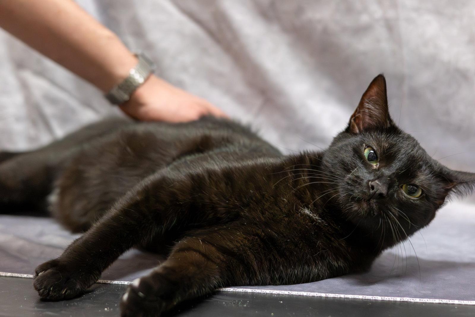 Brew, Adoptable, Kitten Male Domestic Short Hair.