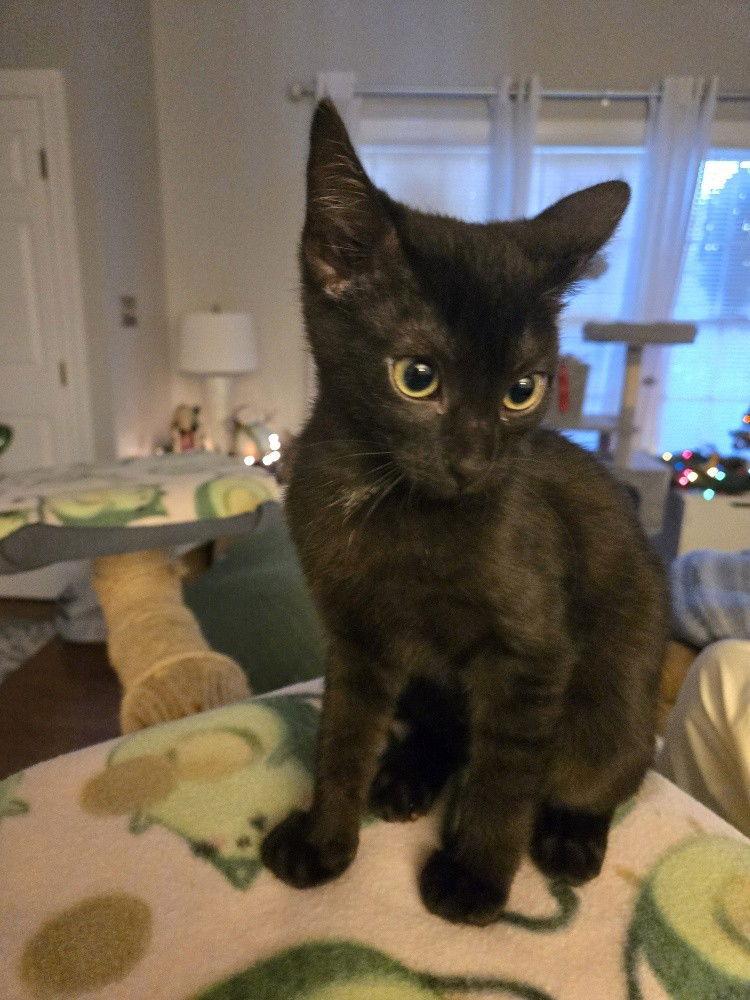 Enlarge Brew, a Adoptable Domestic Short Hair in Cary, NC image 2/3