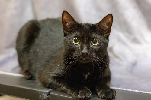 Enlarge Brew, a Adoptable Domestic Short Hair in Cary, NC image 2/3