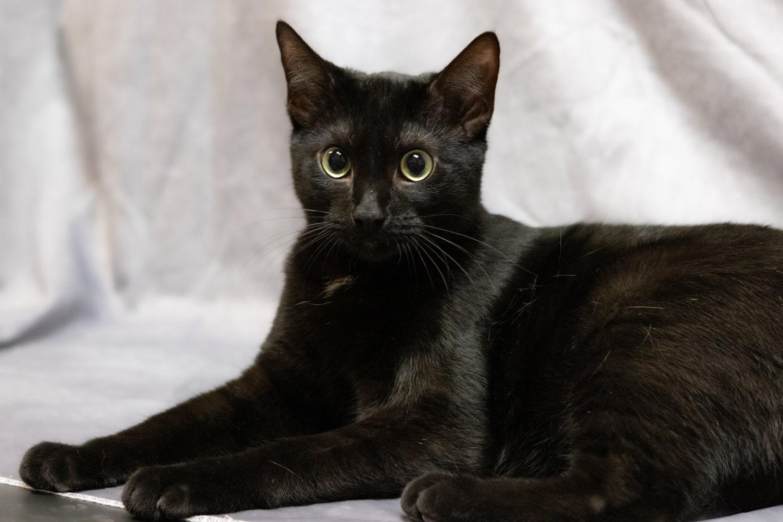 Enlarge Brew, a Adoptable Domestic Short Hair in Cary, NC image 3/3
