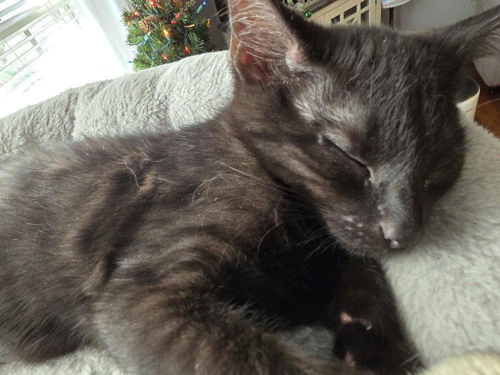 Enlarge Brew, a Adoptable Domestic Short Hair in Cary, NC image 3/3