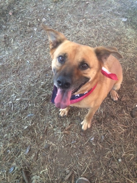 Olivia, a Adoptable mixed breed in Fair Oaks Ranch, TX image 5/8