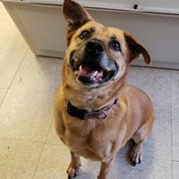 Olivia, a Adoptable mixed breed in Fair Oaks Ranch, TX image 1/8