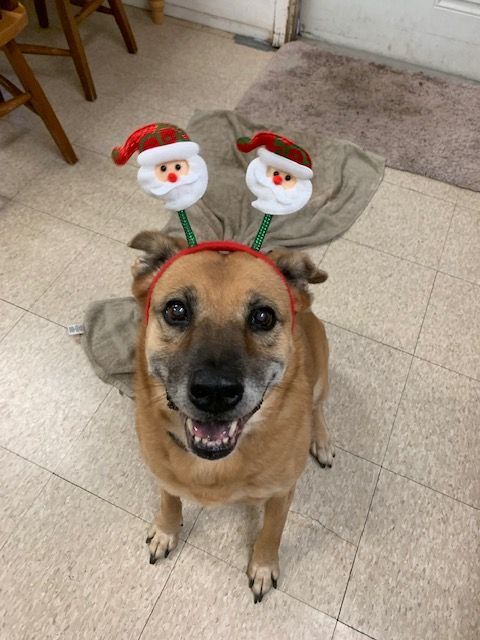 Olivia, a Adoptable mixed breed in Fair Oaks Ranch, TX image 6/8