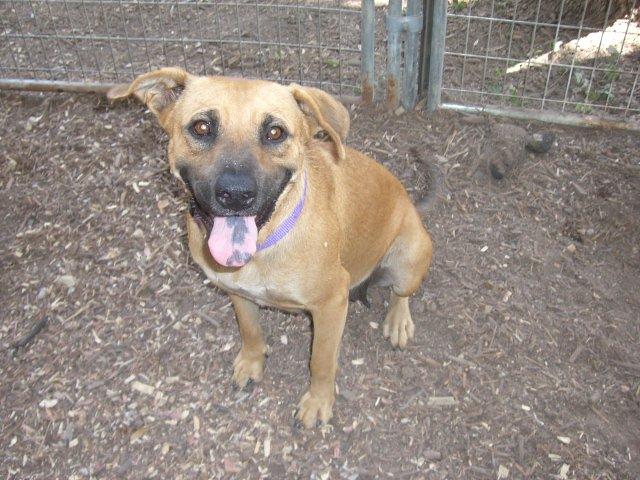 Enlarge Olivia, a Adoptable mixed breed in Fair Oaks Ranch, TX image 7/8