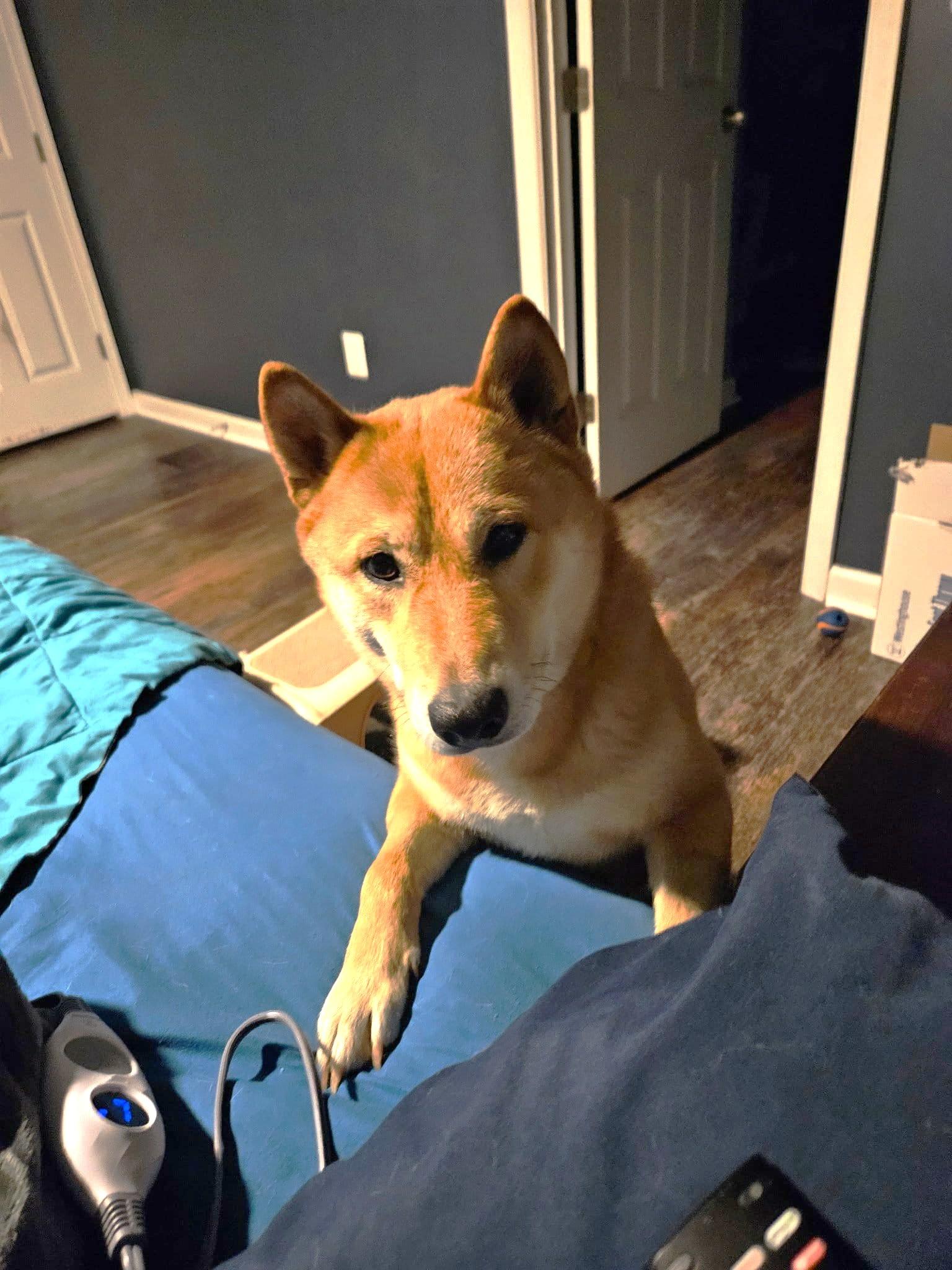 Enlarge Yuki  (watch my zoomies in my video), an adoptable Shiba Inu in Ellicott City, MD image 4/6