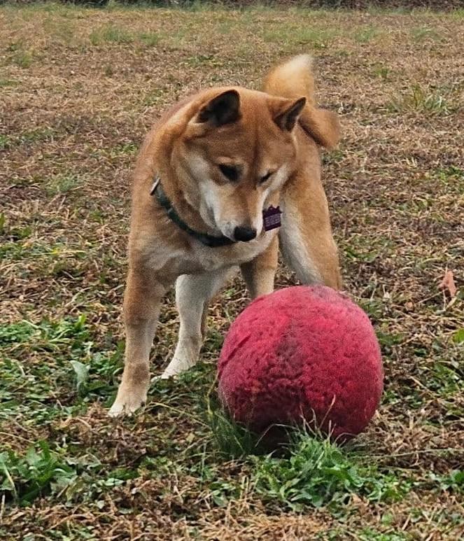 Yuki  (watch my zoomies in my video), adoptable, Adult Male Shiba Inu.