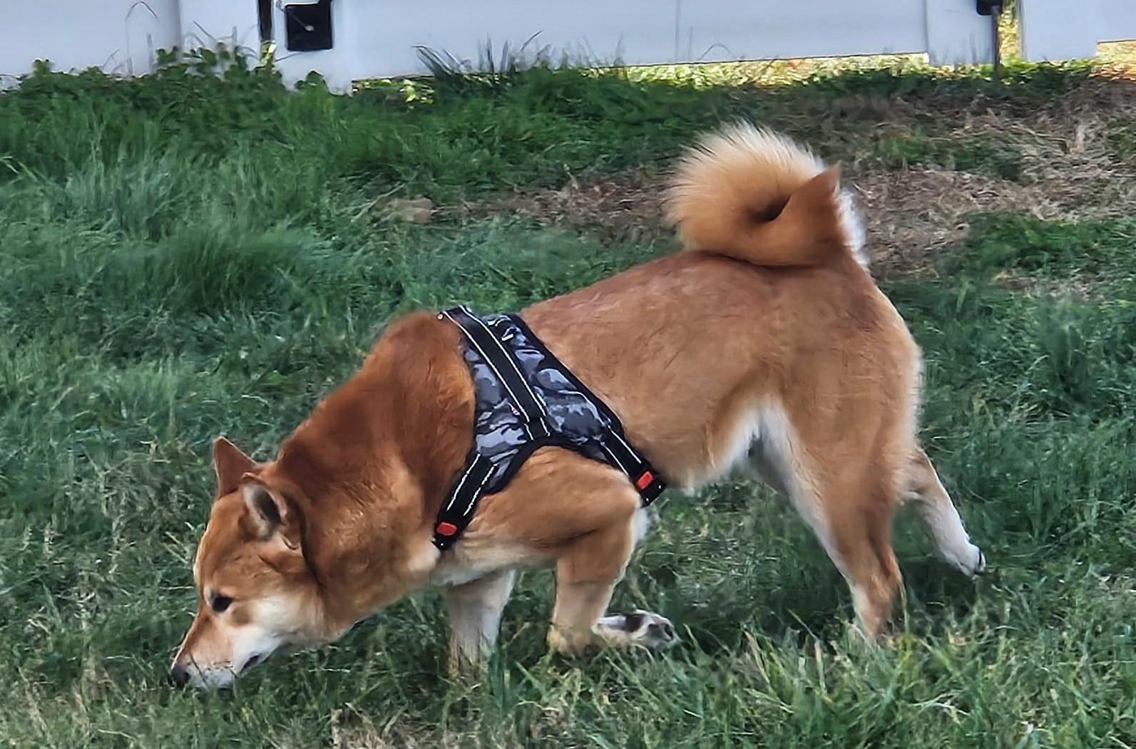 Enlarge Yuki  (watch my zoomies in my video), an adoptable Shiba Inu in Ellicott City, MD image 5/6