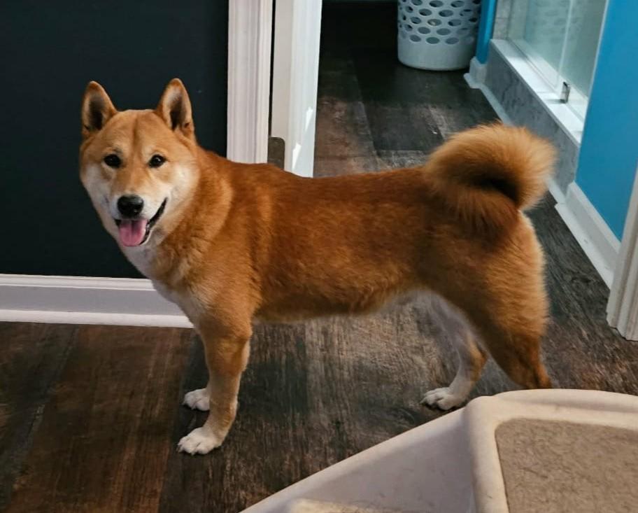 Enlarge Yuki  (watch my zoomies in my video), an adoptable Shiba Inu in Ellicott City, MD image 6/6