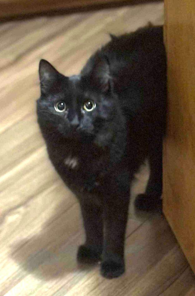 Enlarge Emerald, a ADOPTABLE Domestic Short Hair in Kenai, AK image 1/1