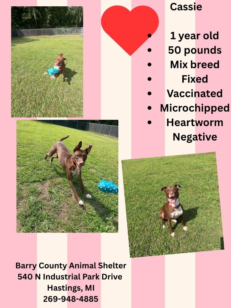 Enlarge CASSIE, a Adoptable Labrador Retriever in Hastings, MI image 1/2