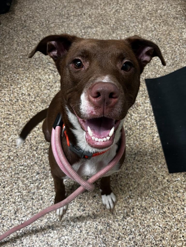 Enlarge CASSIE, a Adoptable Labrador Retriever in Hastings, MI image 2/2