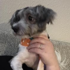 Enlarge Max, an adopted mixed breed in Renton, WA image 1/6