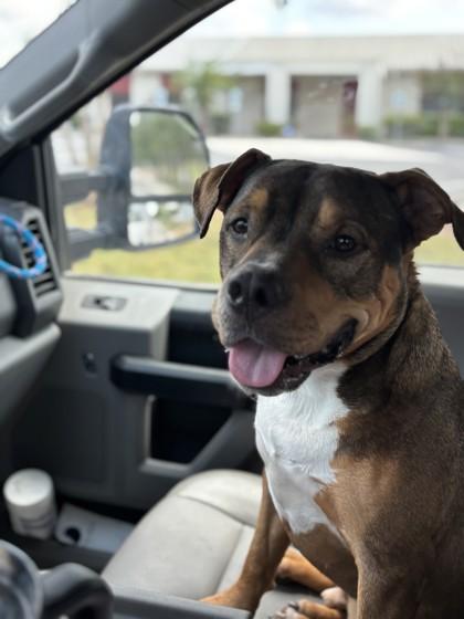 Enlarge Martin, a Adoptable mixed breed in Converse, TX image 2/2