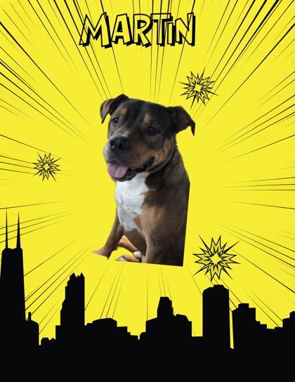 Martin, Adoptable, Adult Male American Staffordshire Terrier.