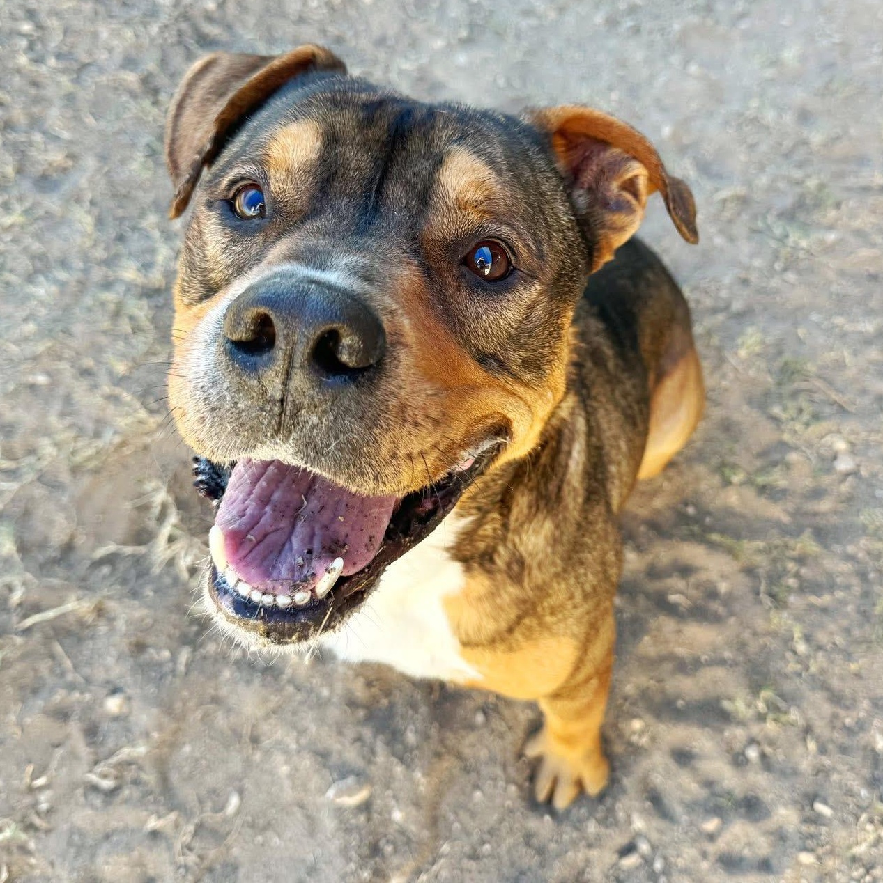 Enlarge Martin, a Adoptable mixed breed in Converse, TX image 1/3