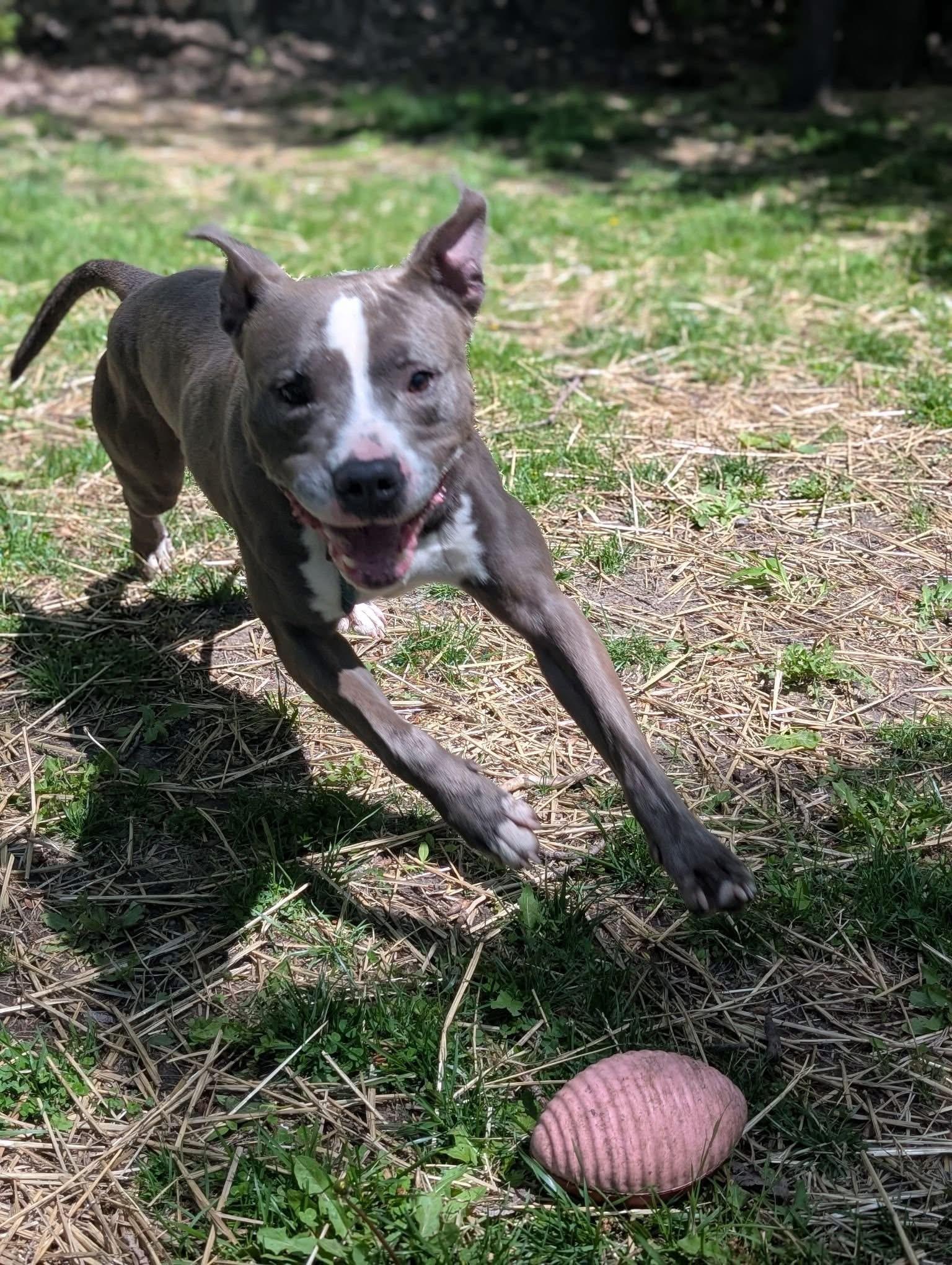 Enlarge Elvin, a ADOPTABLE Pit Bull Terrier in Chicago, IL image 2/5