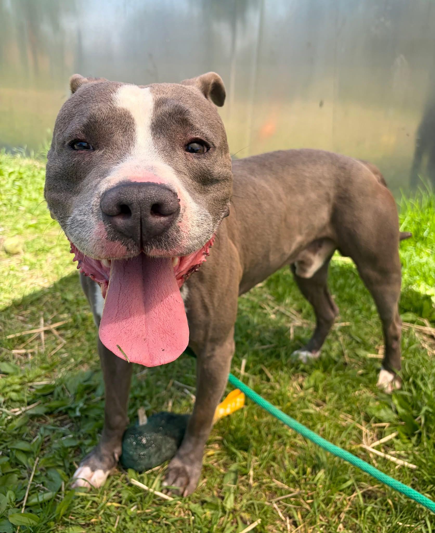 Enlarge Elvin, a ADOPTABLE Pit Bull Terrier in Chicago, IL image 3/5