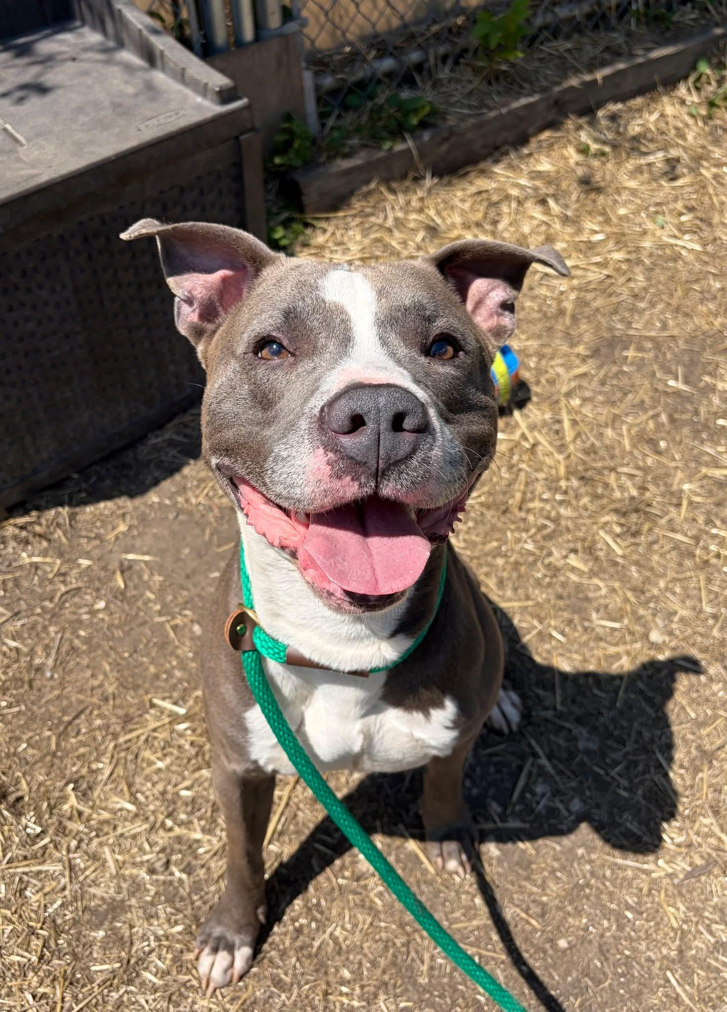 Elvin, ADOPTABLE, Adult Male Pit Bull Terrier.