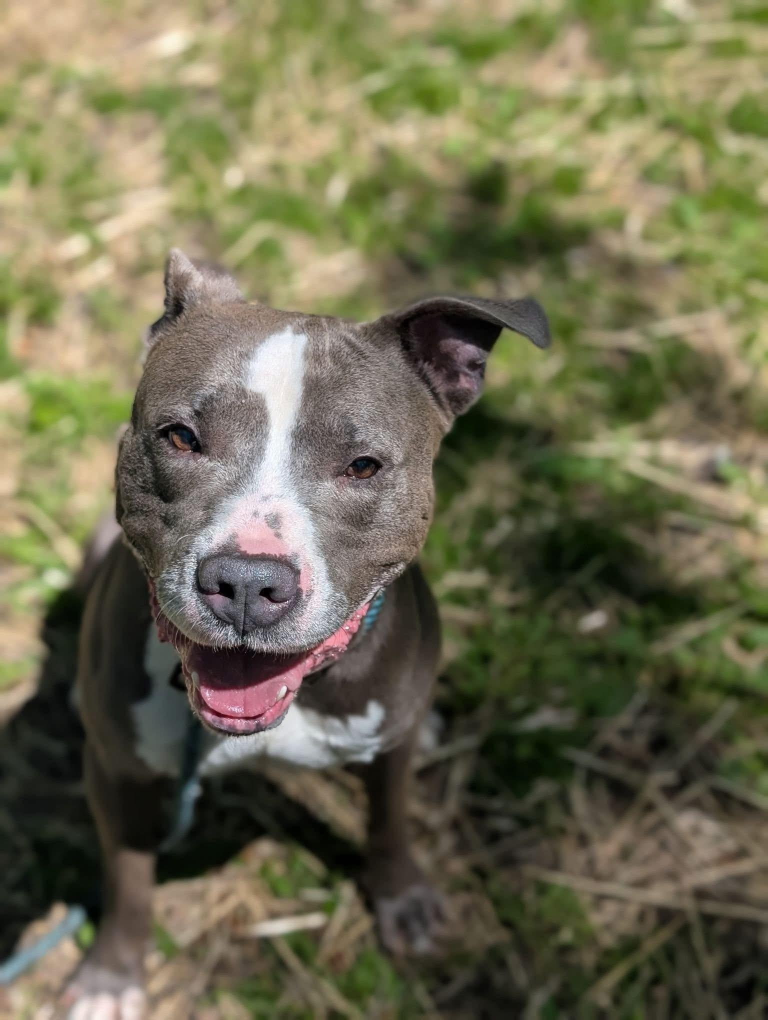 Enlarge Elvin, a ADOPTABLE Pit Bull Terrier in Chicago, IL image 4/5