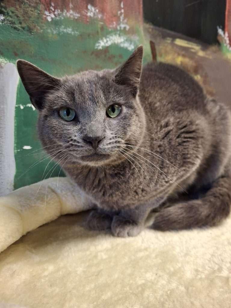 BONSAI, adoptable, Young Male Domestic Short Hair.
