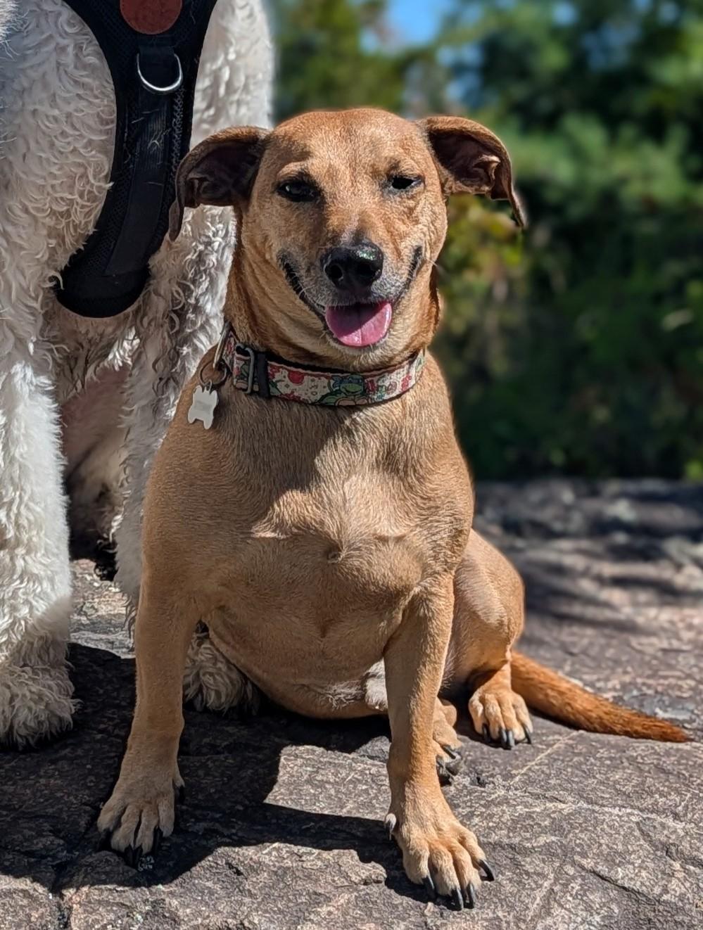 Enlarge Stewie, a Adoptable mixed breed in Quincy, MA image 2/3
